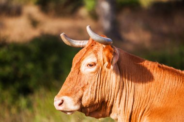 Sabahleyin otlakta bir ineğin yakın çekimi.,