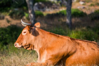 Sabahleyin otlakta bir ineğin yakın çekimi.,
