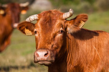 Dağlardaki yeşil çayırlarda otlayan inekler..