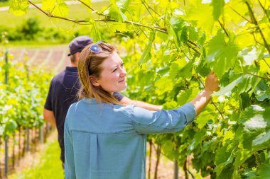 Üzüm bağında yeşil üzümlere bakan genç bir kadın.