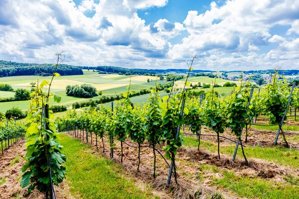 Beau Paysage Avec Vignoble Ciel Bleu — Photo