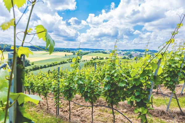 Rauwe Druivenstokken Wijngaard Duitsland — Stockfoto