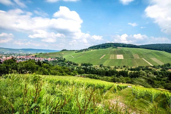 Campo Vinha Colina Sob Céu Nublado — Fotografia de Stock