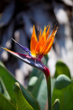 Güzel Cennet Kuşu çiçeği (Strelitzia reginae) yeşil doğal arka planda