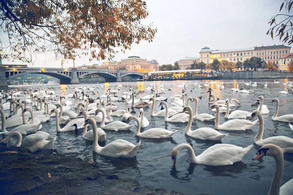 Красивые Белые Лебеди Воде Праге Чехия Лицензионные Стоковые Изображения