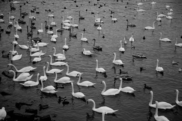 Schöne Weiße Schwäne Auf Dem Wasser Prag Tschechische Republik — Stockfoto