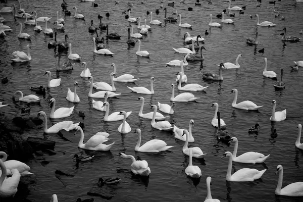 beautiful white swans on water at Prague, Czech Republic