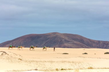 Fuerteventura, Corralejo 'daki deve kervanı.