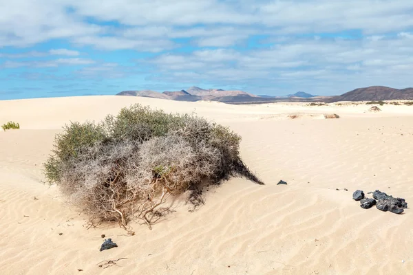 Zeleň Corraleju Přírodní Park Fuerteventura Kanárské Ostrovy Španělsko — Stock fotografie