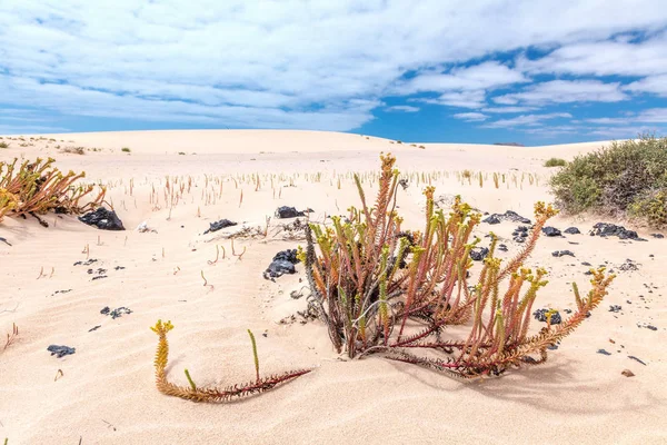 Grön Vegetation Corralejo Natural Park Fuerteventura Kanarieöarna Spanien — Stockfoto