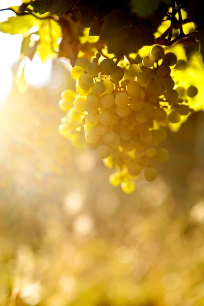 Vignoble Automne Raisins Bio Sur Branches Vigne — Photo