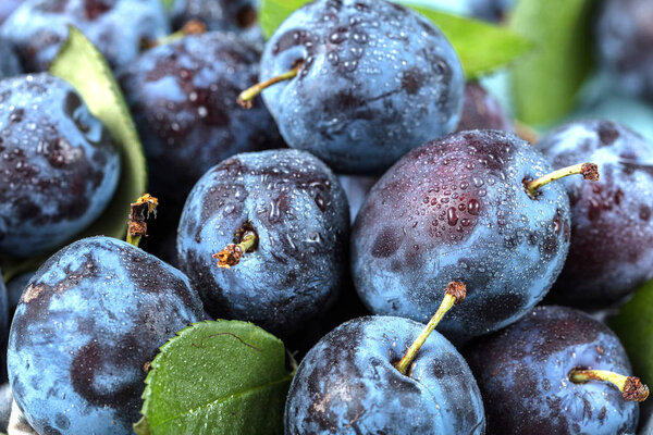 Свежая куча слив в плетеной корзине и хлаф сливы на деревенском столе с зеленым листом
.