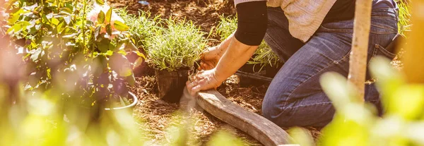 Tiro Cortado Uma Mulher Meia Idade Plantando Flores Jardim — Fotografia de Stock