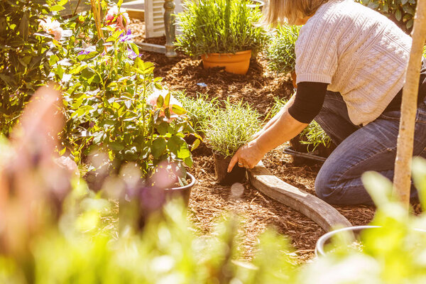 Cropped shot of a middle aged woman planting flowers in garden