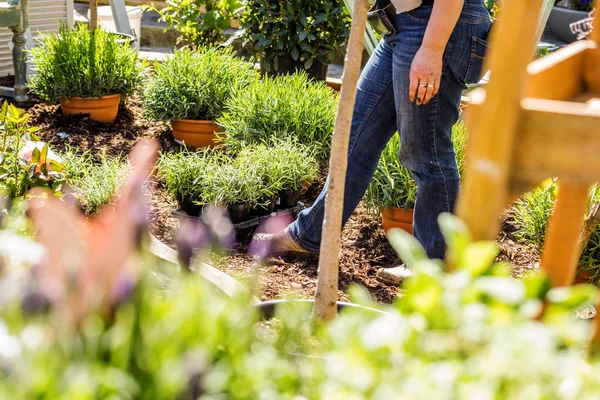 Colpo Ritagliato Una Donna Mezza Età Piantare Fiori Giardino — Foto Stock