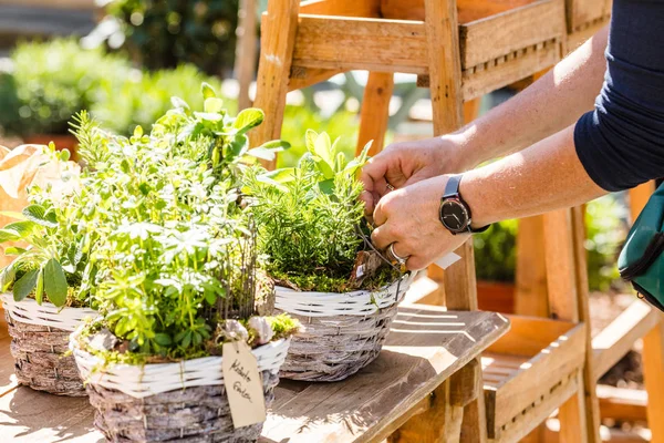 Fiorista Giardiniere Donna Che Lavora Negozio Fiori Vivaio Colpo Ritagliato — Foto Stock