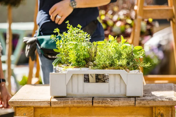 Fiorista Giardiniere Donna Che Lavora Negozio Fiori Vivaio Colpo Ritagliato — Foto Stock