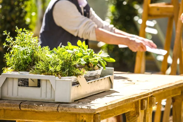 Fiorista Giardiniere Donna Che Lavora Negozio Fiori Vivaio Colpo Ritagliato — Foto Stock