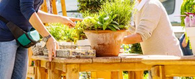 Çiçekçide saksıda çiçeklerle çalışan kadın çiçekçi. 