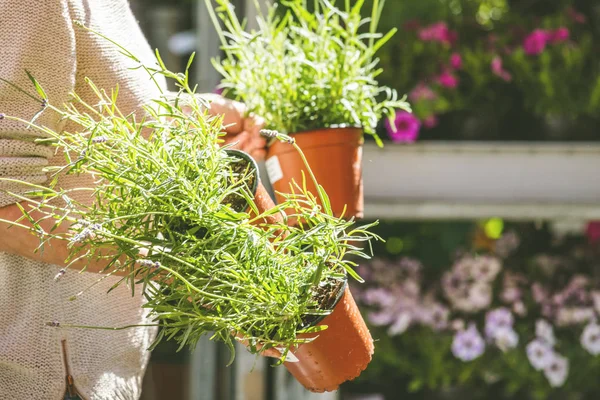 Fleuriste Jardinière Travaillant Dans Magasin Fleurs Une Pépinière Plan Culture — Photo