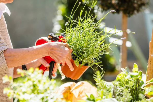 Fiorista Giardiniere Donna Che Lavora Negozio Fiori Vivaio Colpo Ritagliato — Foto Stock