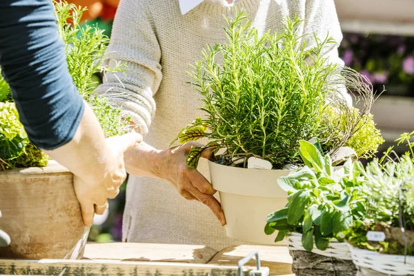 Vue Partielle Fleuriste Femelle Travaillant Avec Des Plantes Dans Des — Photo