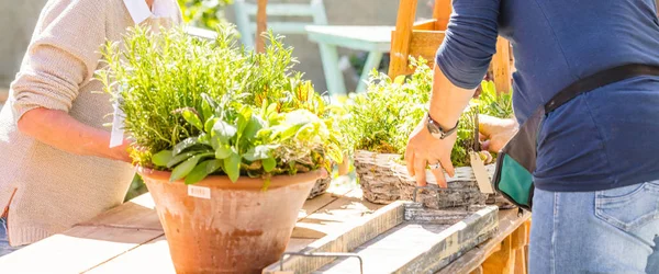 Plan Recadré Fleuriste Femelle Travaillant Avec Des Plantes Dans Des — Photo