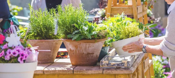 Vue Partielle Jardinier Féminin Travaillant Dans Magasin Fleurs — Photo