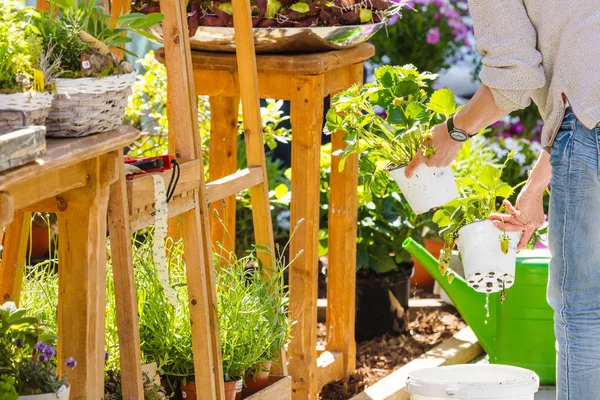 Fiorista Giardiniere Donna Che Lavora Negozio Fiori Vivaio Colpo Ritagliato — Foto Stock