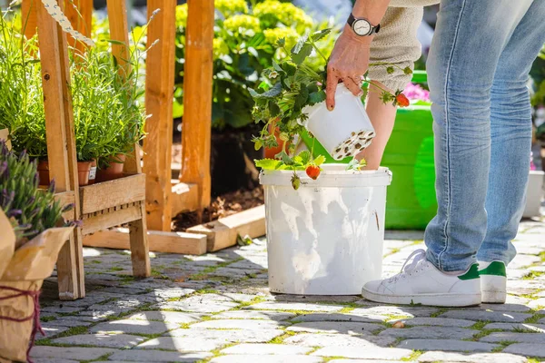 Fleuriste Jardinière Travaillant Dans Magasin Fleurs Une Pépinière Plan Culture — Photo