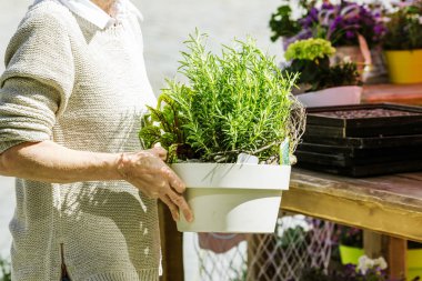 kreşte çalışan kadın bahçıvan ın kırpılmış çekimi