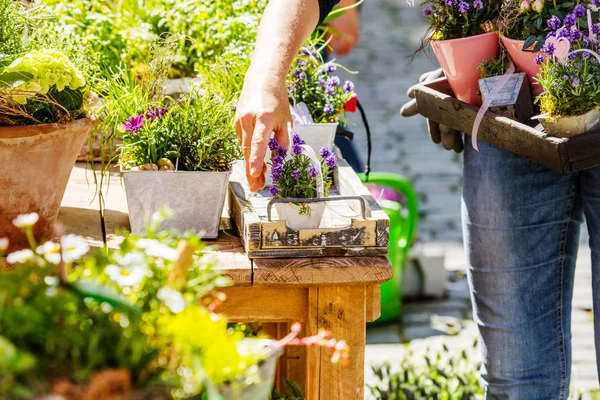 Fiorista Giardiniera Che Lavora Negozio Fiori Vivaio — Foto Stock