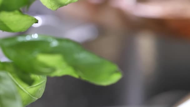 厨房水槽中新鲜罗勒叶和湿绿色和白色芦笋的特写视图 选择性对焦 — 图库视频影像