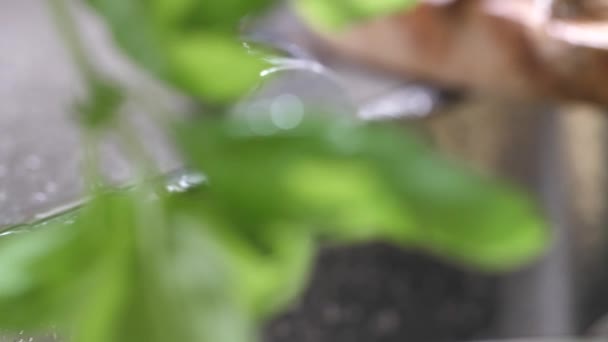 Zbliżenie Świeży Mokre Zielone Białe Szparagi Kuchni Selektywny Fokus — Wideo stockowe