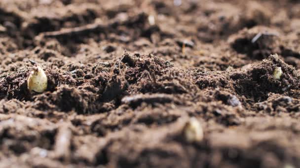 Крупный План Выращивания Спаржи Почве Биоферме Концепция Свежих Продуктов Сельского — стоковое видео