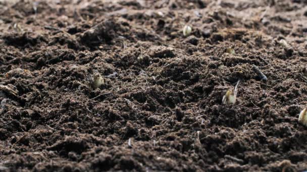 Visione Ravvicinata Della Coltivazione Asparagi Nel Terreno Presso Azienda Agricola — Video Stock
