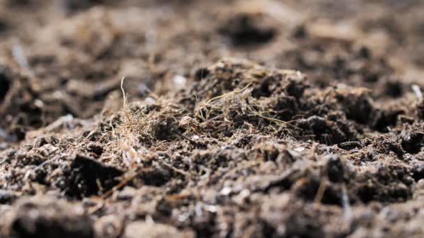 生物农场土壤中的芦笋的特写镜头 新鲜产品和农业概念 — 图库视频影像
