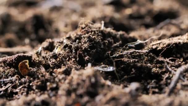 Προβολή Μεγέθυνση Των Σπαραγγιών Που Αυξάνονται Στο Χώμα Στο Αγρόκτημα — Αρχείο Βίντεο