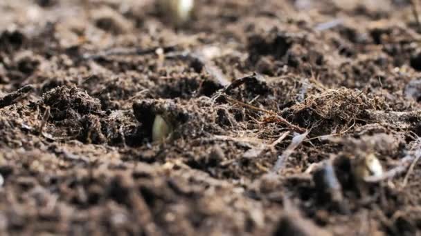 Προβολή Μεγέθυνση Των Σπαραγγιών Που Αυξάνονται Στο Χώμα Στο Αγρόκτημα — Αρχείο Βίντεο