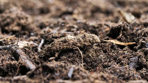 Visão Perto Dos Espargos Que Crescem Solo Bio Fazenda Produto — Vídeo de Stock