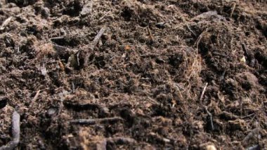 toprak biyo çiftlik, taze ürün ve tarım kavramı üzerinde büyüyen kuşkonmaz yakından görmek