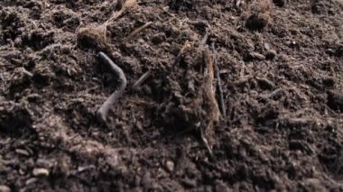 toprak biyo çiftlik, taze ürün ve tarım kavramı üzerinde büyüyen kuşkonmaz yakından görmek