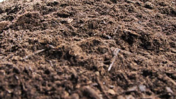 Vergrote Weergave Van Asperges Groeien Bodem Bij Bio Boerderij Verse — Stockvideo