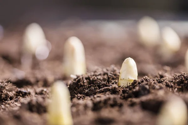有機ホワイト アスパラガス栽培バイオ農場 クローズ アップ ビューでの選択と集中 — ストック写真