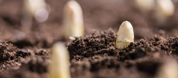 Foyer Sélectif Asperges Blanches Biologiques Poussant Sur Sol Ferme Biologique — Photo