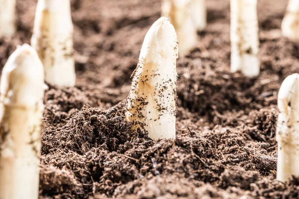 Zbliżenie Białych Szparagów Rosnące Glebie Bio Farm Koncepcja Rolnictwa — Zdjęcie stockowe