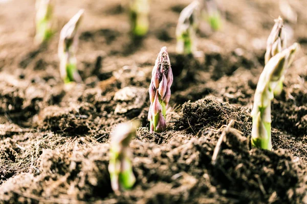 Vue Rapprochée Des Asperges Vertes Biologiques Qui Poussent Sur Sol — Photo