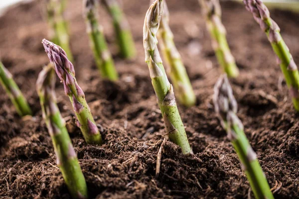 Zbliżenie Ekologicznych Zielonych Szparagów Rosnące Glebie Farm Bio — Zdjęcie stockowe