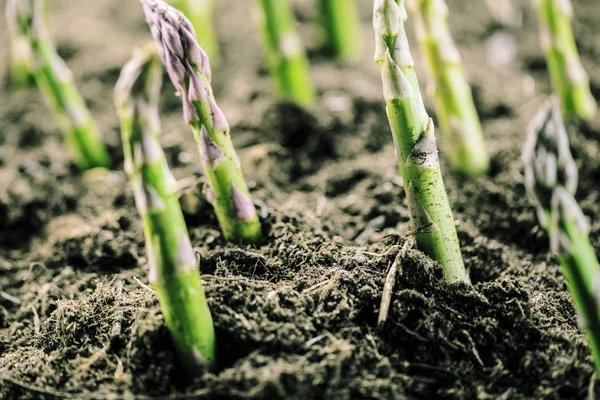 Zbliżenie Ekologicznych Zielonych Szparagów Rosnące Glebie Farm Bio — Zdjęcie stockowe