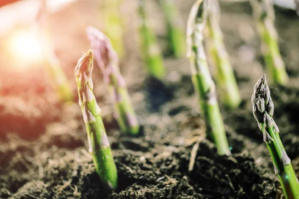 Zbliżenie Zielonymi Szparagami Rosnące Glebie Bio Farm Selektywny Fokus — Zdjęcie stockowe